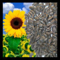 bird striped sunflower seeds kernels 5009 24/64